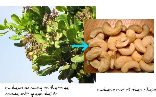 Growing Cashews on the tree and then ready to eat