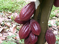 Making chocolate starts with cocoa pods