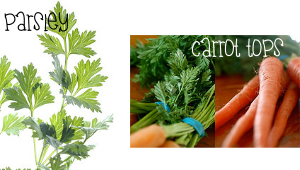 Parsley and Carrot belong to the same family
